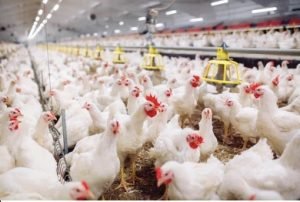 How to start Poultry Farm Business