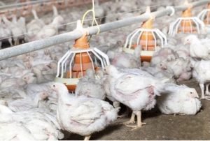 How to start Poultry Farm Business