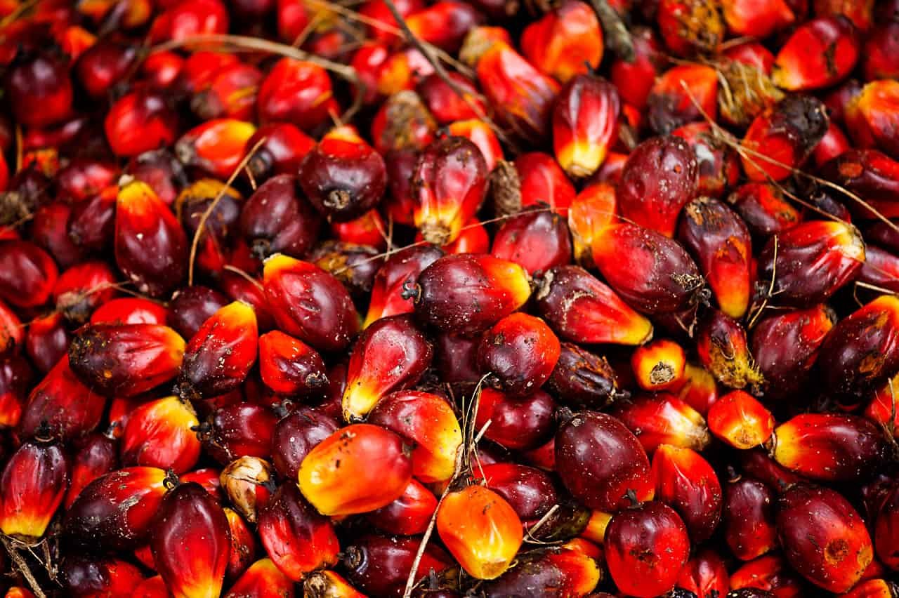 How to Start Palm Oil Business in Nigeria and Make N2 Million Monthly